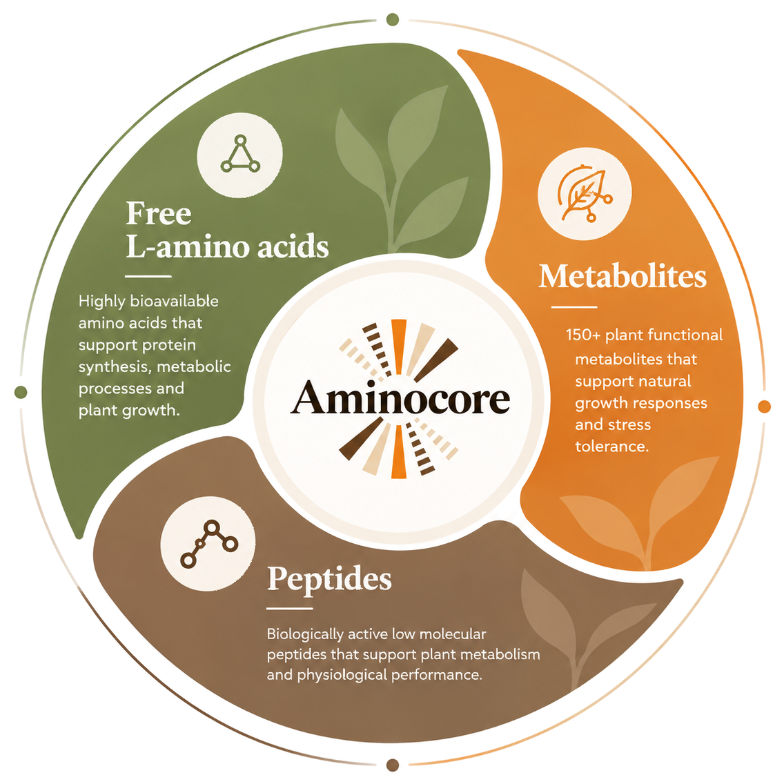 Aminocore infographic showing free L-amino acids, peptides and metabolites as components of one integrated bioactive system.