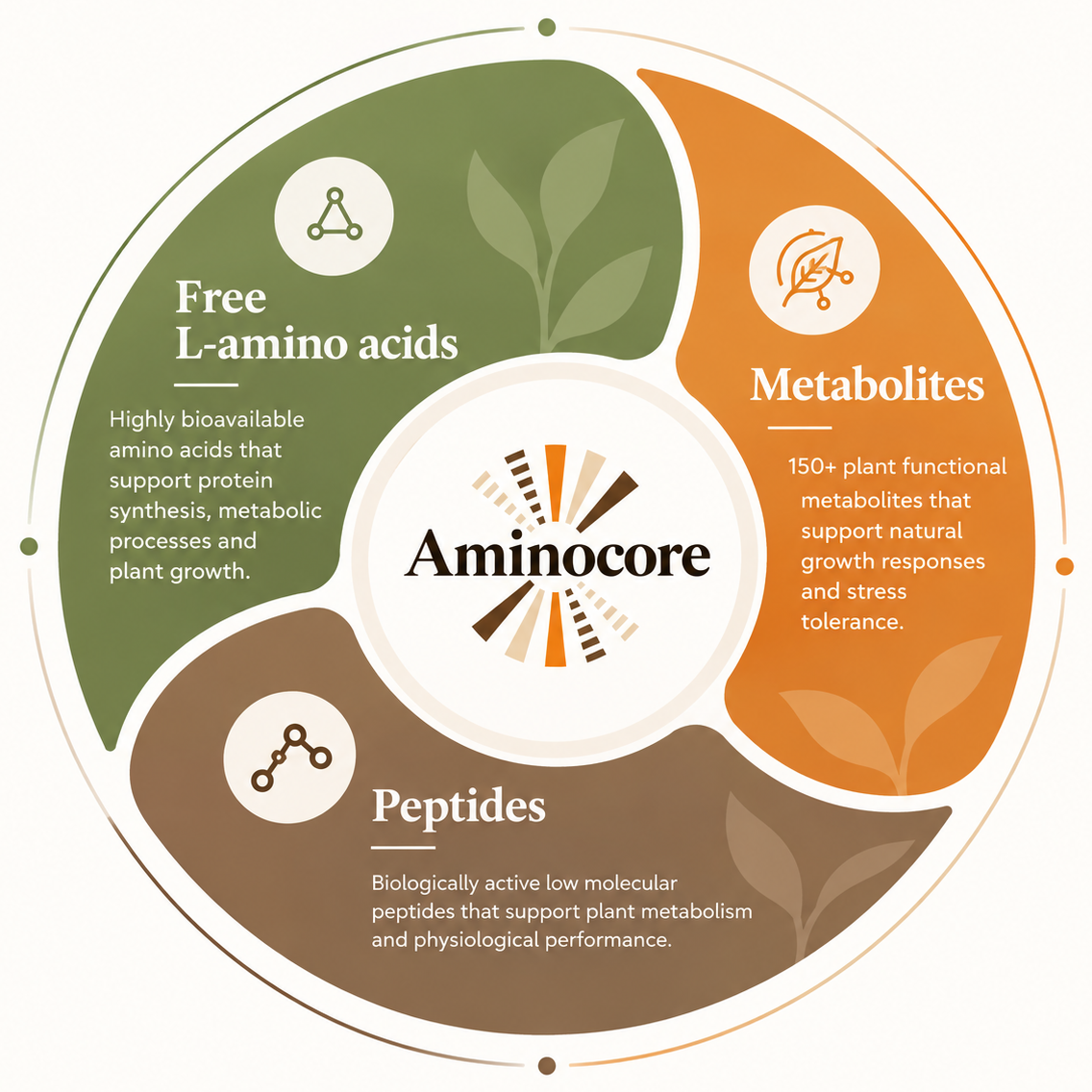 Aminocore infographic showing free L-amino acids, peptides and metabolites as components of one integrated bioactive system.