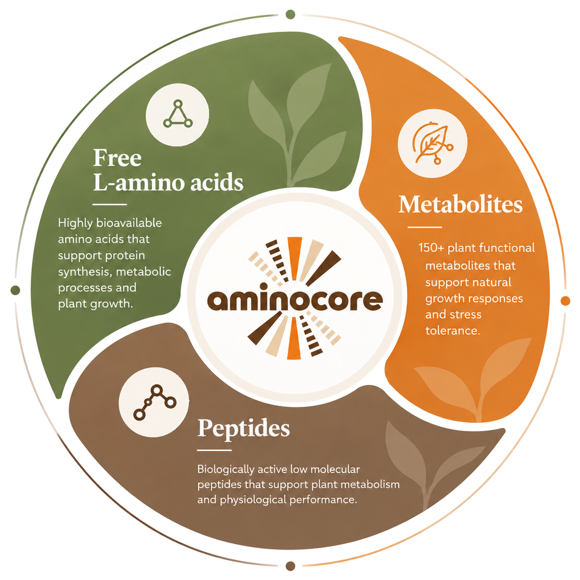 Aminocore infographic showing free L-amino acids, peptides and metabolites as components of one integrated bioactive system.