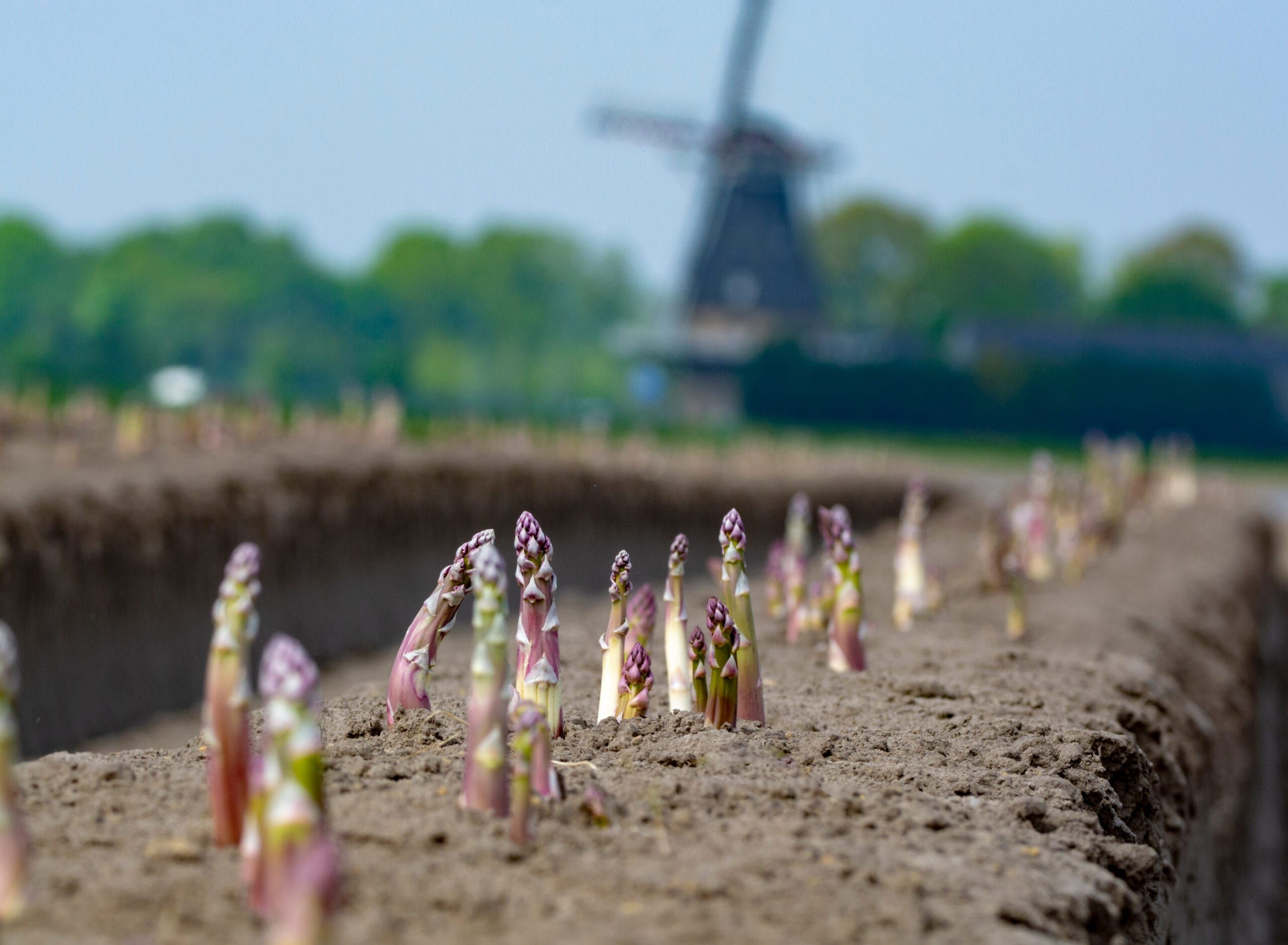 Asparagus ridges in a Dutch field with a windmill in the distance