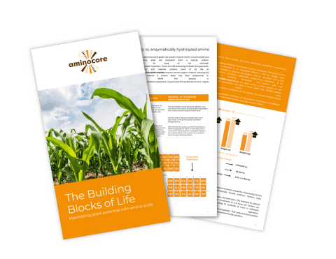 Preview of the Aminocore whitepaper “The Building Blocks of Life”