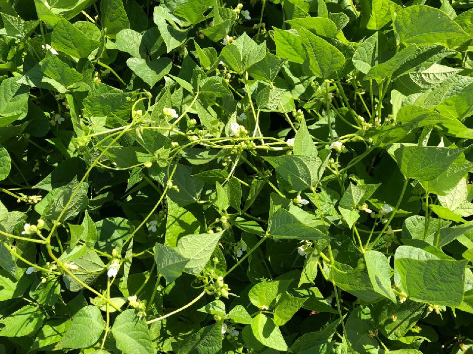 Trials on beans in Brazil - Aminocore