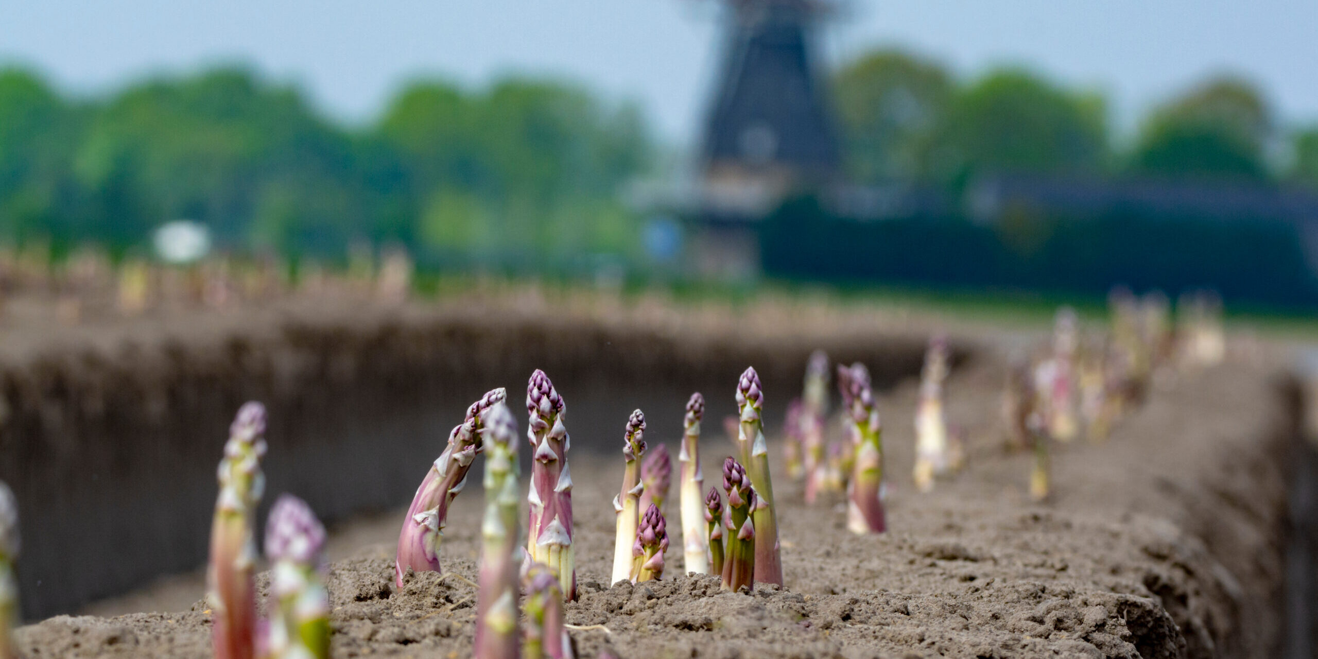 New,Harvest,Season,On,Asparagus,Vegetable,Fields,,White,And,Purple